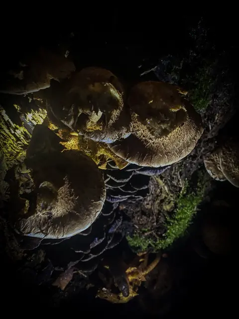 HerbstLichKeiten  | Foto: Kreative Impressionen, Chr. Niersmann 