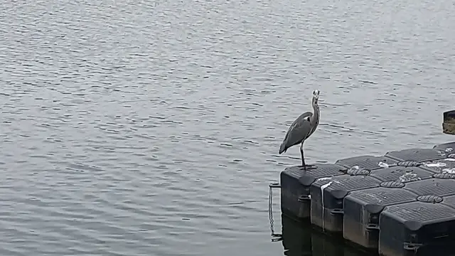 Der Reiher fühlt sich gestört