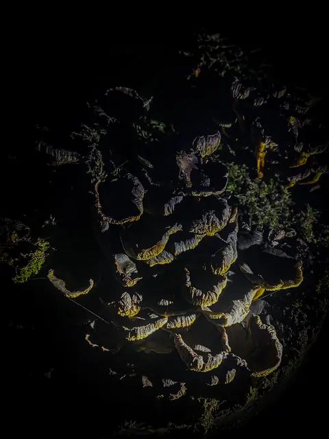 HerbstLichKeiten  | Foto: Kreative Impressionen, Chr. Niersmann 