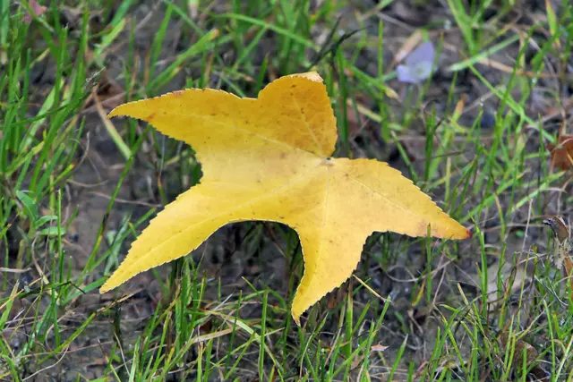 Beim Ahorn bverbleiben am Ende der Vegetationsperiode nur die gelben Farbstoffe (Carotinoide und Xanthophylle) im Blatt.