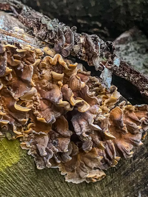 HerbstLichKeiten  | Foto: Kreative Impressionen, Chr. Niersmann 