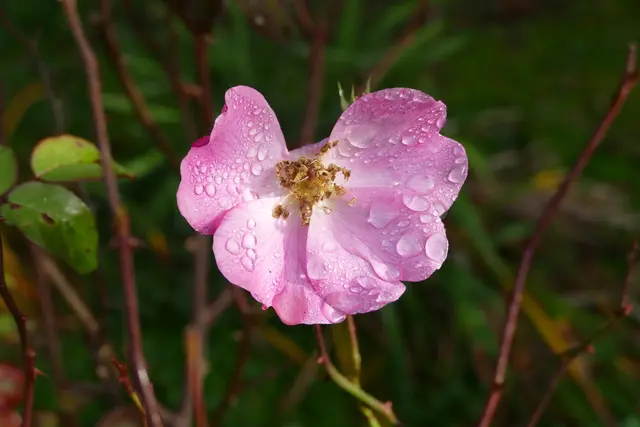 Rosa Betty Prior, 16. Oktober 2025