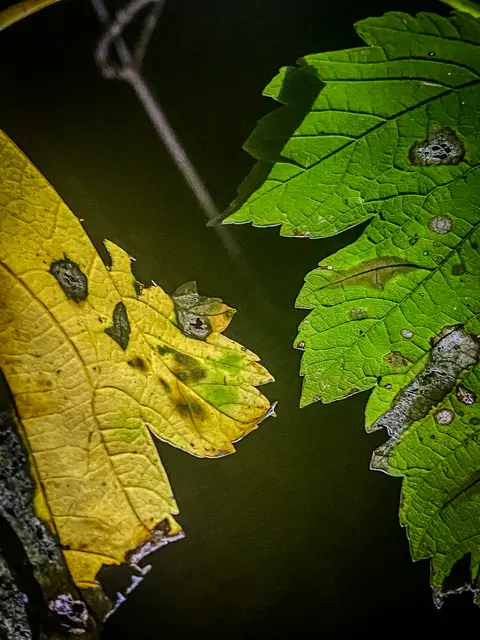 Foto: Kreative Impressionen, Chr. Niersmann