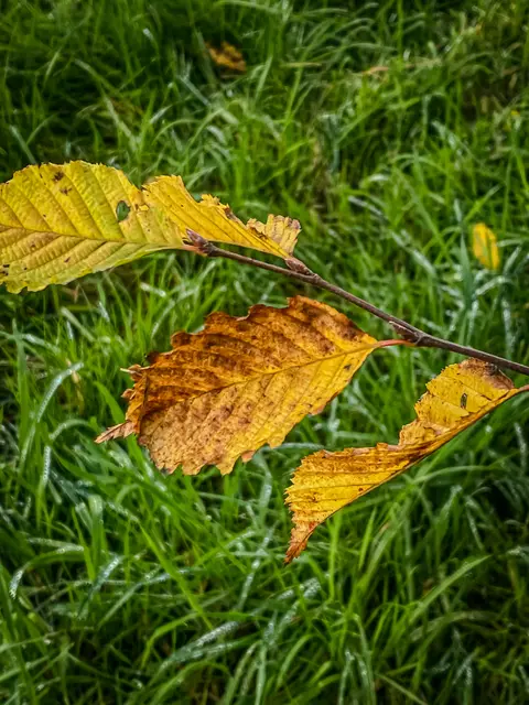 Foto: Kreative Impressionen, Chr. Niersmann