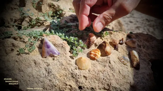 schnorcheln schwimmen tauchen 

