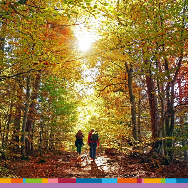 Zu sehen sind zwei Personen beim Wandern durch einen herbstlichen Laubwald.