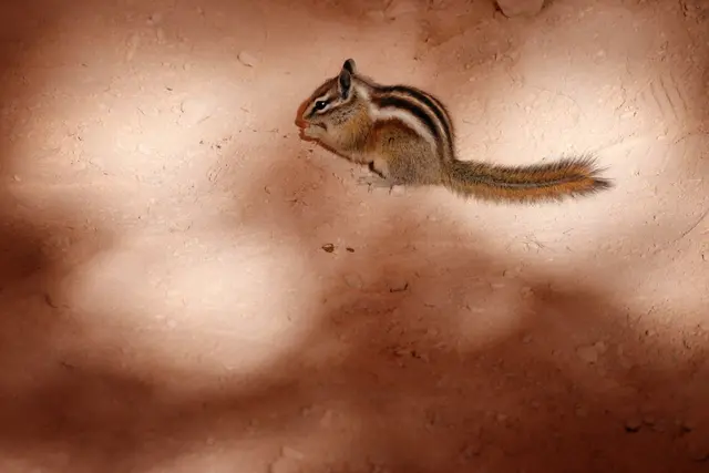 Streifenhörnchen Chipmunk