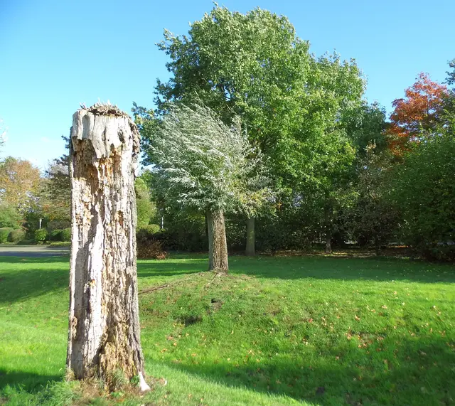 Abgestorbener Baumstumpf einer Kopfweide in Wesel.
 | Foto: Siegmund Walter, 23.10.2025, 12:41 Uhr
