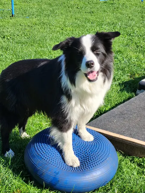 Raffy liebt nicht nur die körperliche, sondern auch die geistige Auslastung.  | Foto: Stefanie Lindemann