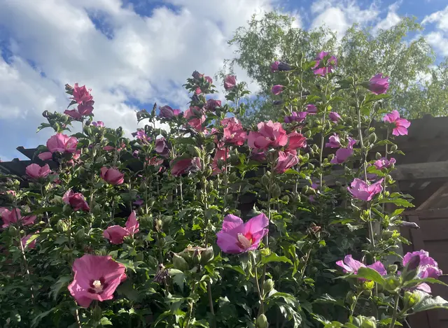 HAPPY BIRTHDAY, liebe Luzie ♥