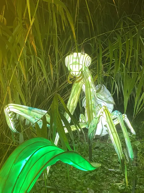 Gottesanbeterin | Foto: umbehaue