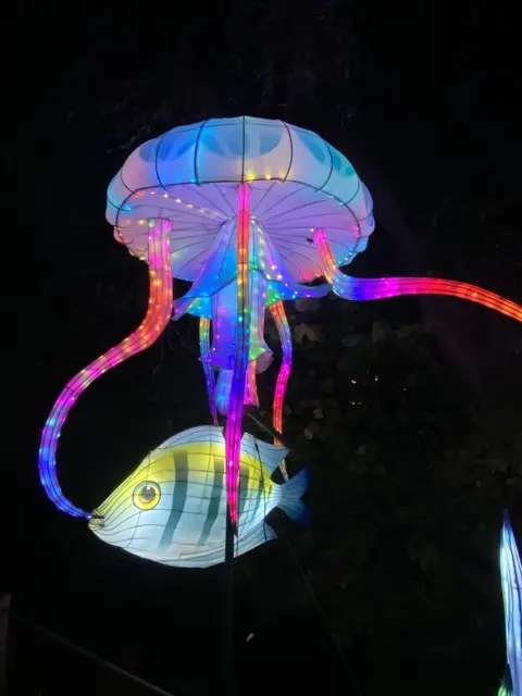 Qualle | Foto: Umbehaue