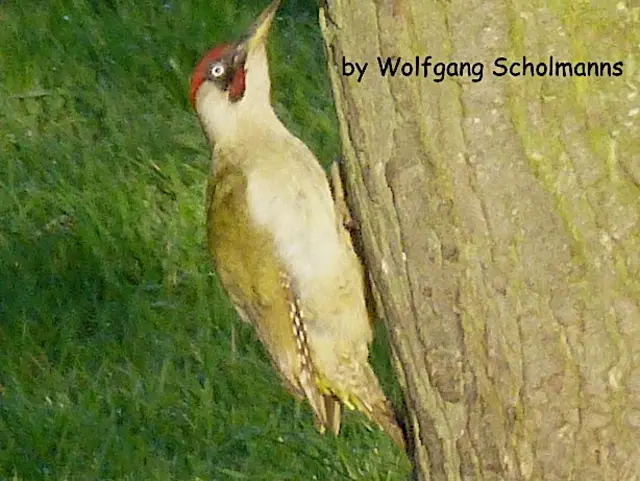 Foto: Text & Foto:  by Wolfgang Scholmanns