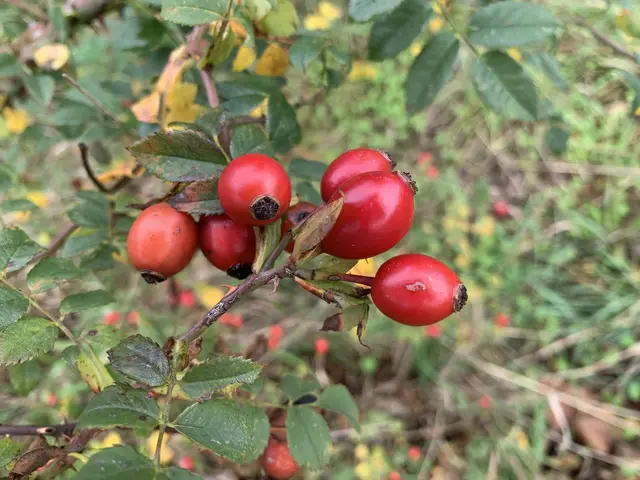 Aus der Serie: Vom ehemaligen  „Gelände des Sole- und Freizeitbades“ zur „Massener Halde“ | Foto: © Jürgen Thoms 