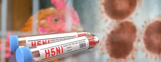 Vogelgrippe bei Wildvögeln nachgewiesen
Unbefristete Aufstallungspflicht für Geflügel in Bottrop
 | Foto: Stadt Bottrop