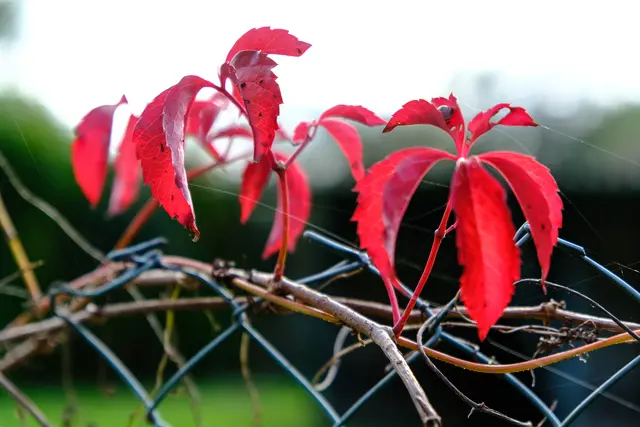 Rüpingsweg: Um welches Gewächs handelt es sich hier? Sogar eine Schnecke fühlt sich wohl