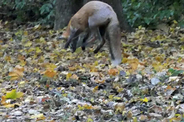 Sorry! Gerne hätte ich an dieser Stelle schärfere Bilder präsentiert. Leider waren die Lichtverhältnisse am frühen Morgen suboptimal, sodass kürzere Belichtungszeiten kaum möglich waren . Und Blitze wollte ich dem Fuchs auch nicht zumuten!