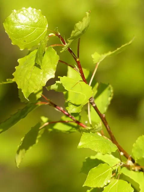 Foto: Foto: Pixabay Content License Hans