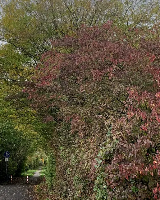 Aus der Serie: Vom ehemaligen  „Gelände des Sole- und Freizeitbades“ zur „Massener Halde“ | Foto: © Jürgen Thoms 
