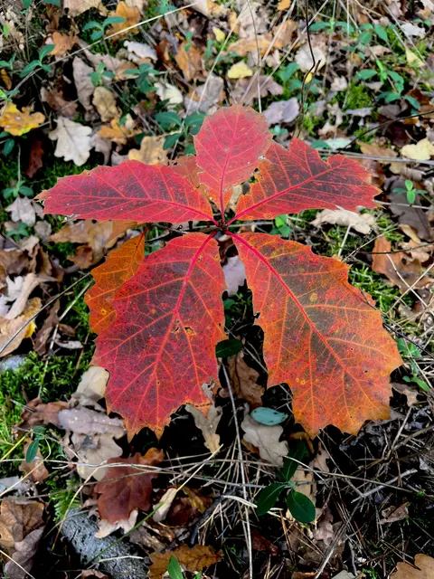 Foto: Text und Foto: Wolfgang Scholmanns