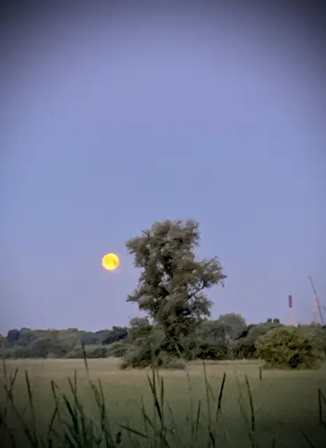 Foto: Text & Foto:  Wolfgang Scholmanns