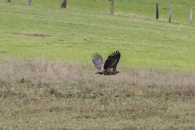 Jungseeadler beim Abflug.