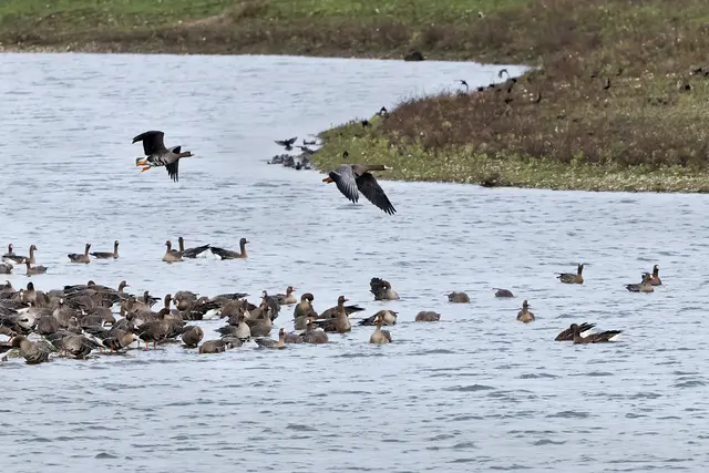 Blässgänse im Flug.