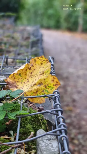 Gefangener´HERBST !?!
