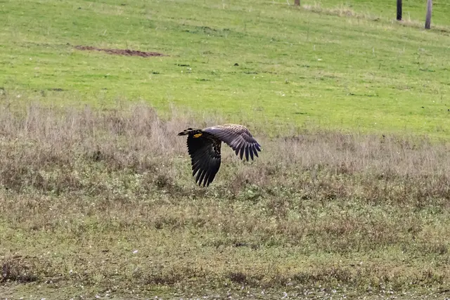 Jungseeadler beim Flug.