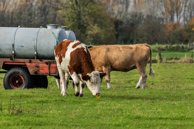 Kühe an der Wasserwagen. 