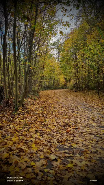 November WALD in Essen