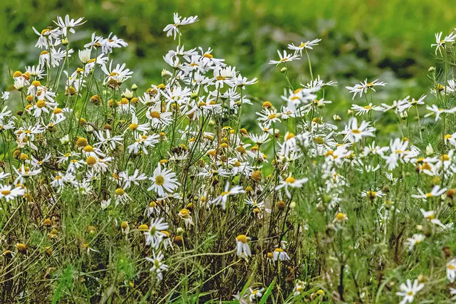 Geruchlose Kamille im Herbst.