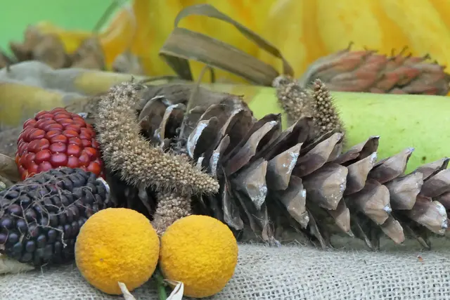 Maissorten Tannenzapfen und Pomeranzen