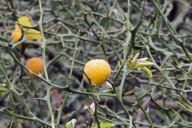 Bitter-Orange oder Pomeranze