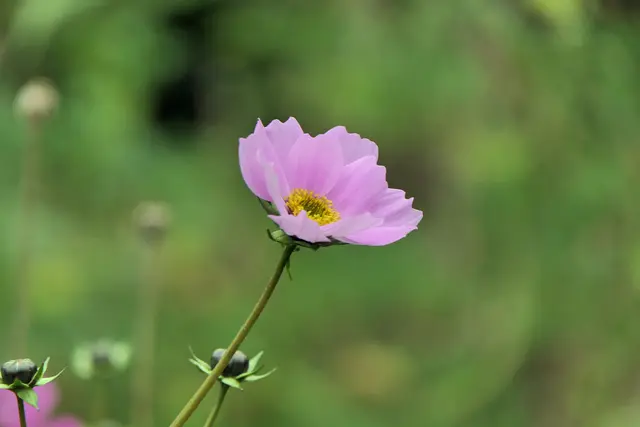 Schmuckkörbchen (Cosmea)