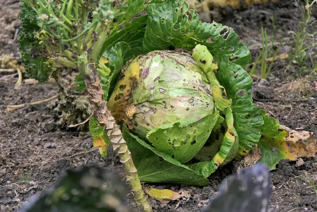 Kohlkopf mit Fraßspuren