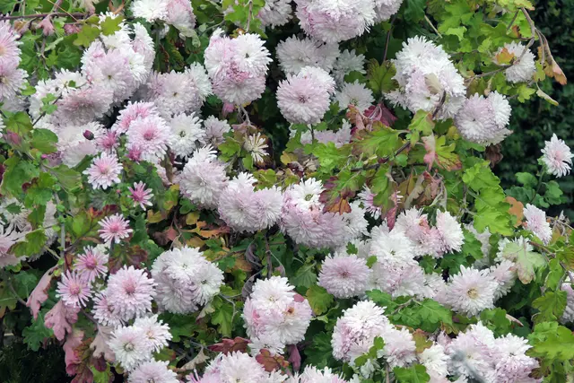 Winterharte Chrysantheme