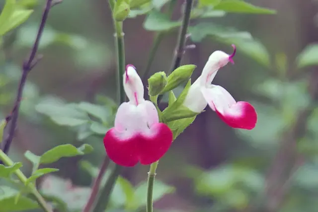 Mexikanischer Salbei "Hot lips"