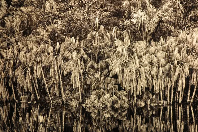 Früher wurde das Amazonasgebiet die „grüne Hölle" genannt, da viele niemals zurück kehrten.
Heute ist es das grüne Paradies mit einer der höchsten Dichten verschiedener Pflanzenarten.