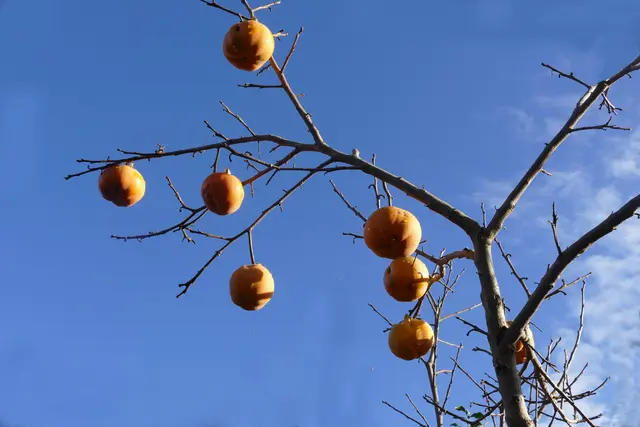 Kaki, oder Dattelpflaume am 17. November 2025