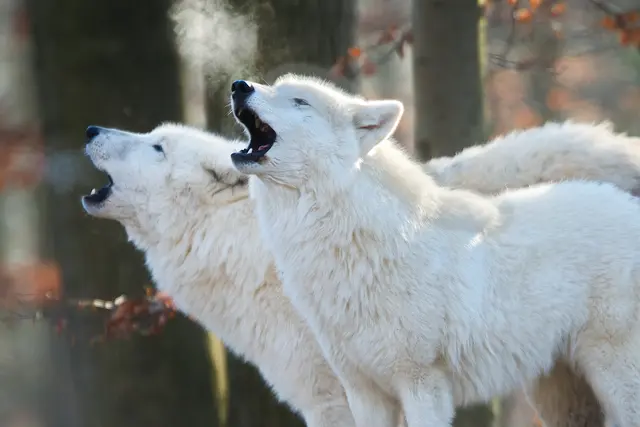 Informationen über nordische Tiere im Joglo. Foto: Thomas Henning