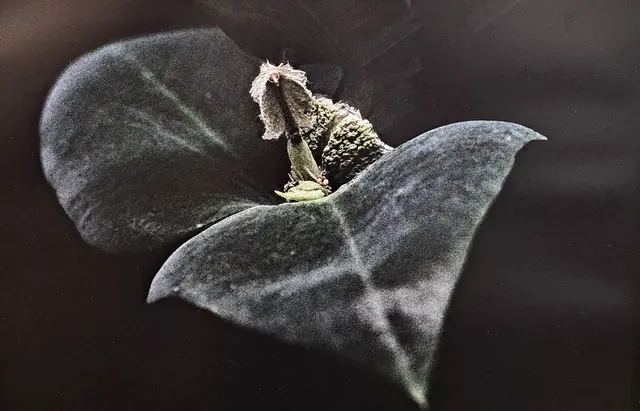 Foto: @ Sabine Schlücking