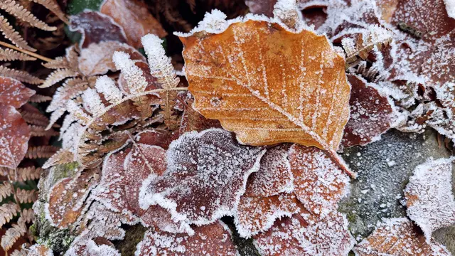 Strukturen wie gemalt - der Raureif hat das am Boden liegende Laub mit hübschen Akzenten versetzt.