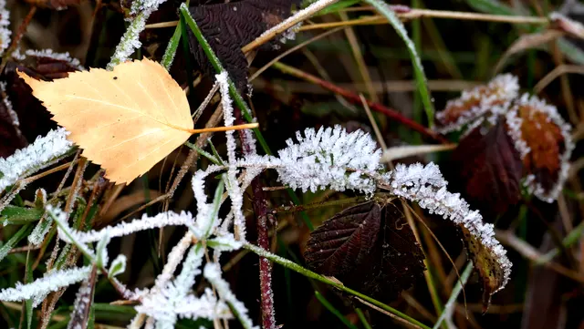 Un-Reif: Ein Birkenblatt, das erst nach der frostigen Nacht zu Boden gegangen ist.