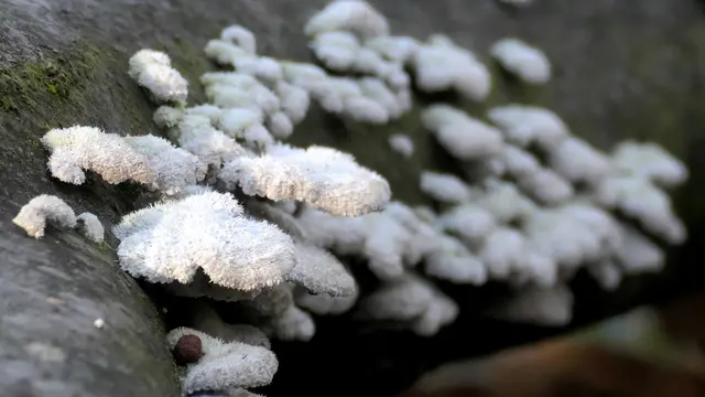 Diese Baumpilze scheinen nur bereift zu sein!