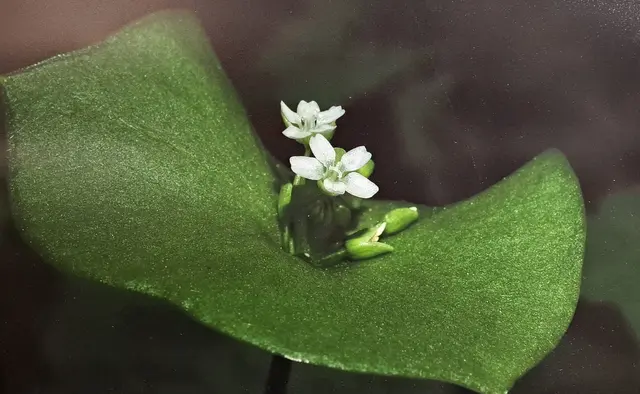 Foto: @ Sabine Schlücking