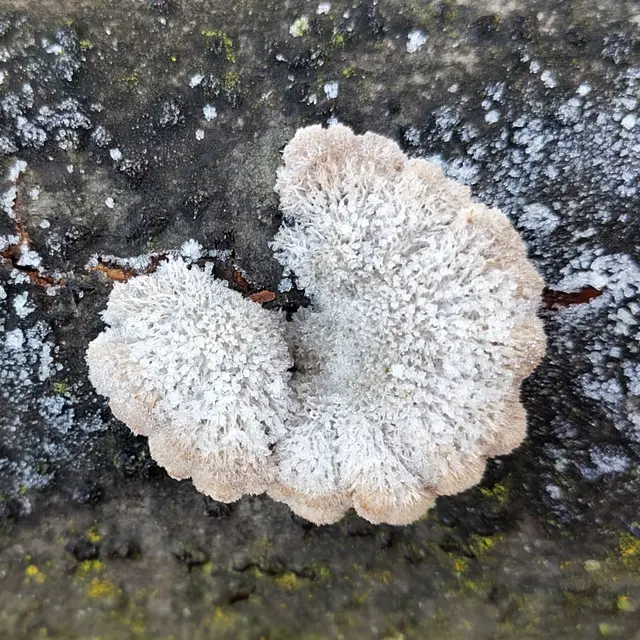 Dass dieser Baumpilz wirklich reifbedeckt ist, fällt kaum auf.