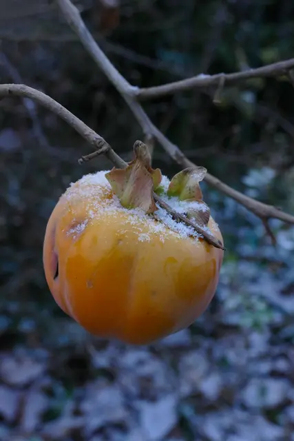 Dattelpflaume, 23. November 2025