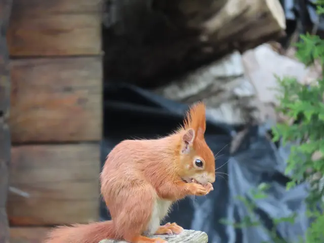 Eichhörnchen leben vor allem von energiereichen Früchten und Samen. Besonders beliebt sind die von Buche, Eiche, Kiefer, Ahorn und Fichte, aber auch Kastanien und Nüsse. Foto: Jens Wittbrodt