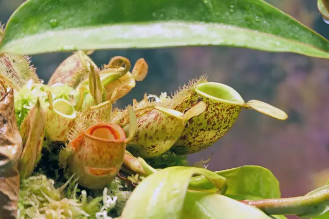 Kannenpflanze (Fleischfresser)